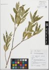 Foto von Salix fragilis L.
